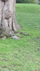 Sciurus carolinensis