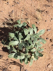 Penstemon albomarginatus
