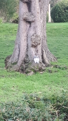 Sciurus carolinensis