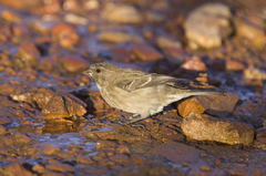 Crithagra leucoptera