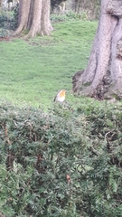 Erithacus rubecula