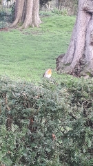 Erithacus rubecula