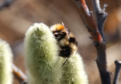 Bombus lapponicus