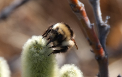 Bombus lapponicus