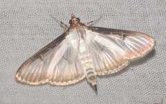 Cydalima