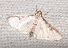 Cydalima