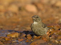 Crithagra leucoptera