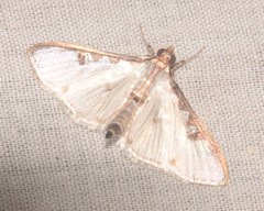 Cydalima