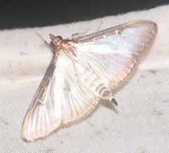 Cydalima