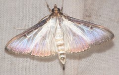 Cydalima