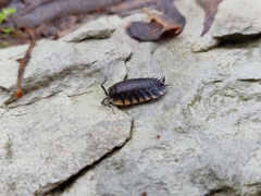 Trachelipus caucasius