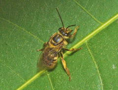 Mellitidia tomentifera