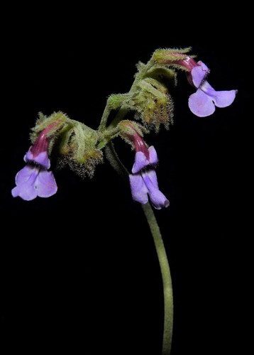 Streptocarpus pole-evansii