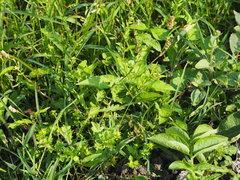 Rorippa cantoniensis