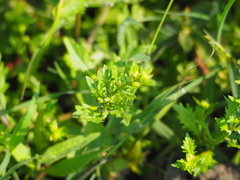 Rorippa cantoniensis