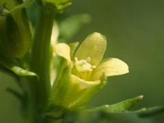 Rorippa cantoniensis