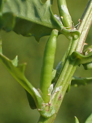 Rorippa cantoniensis