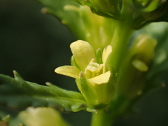 Rorippa cantoniensis