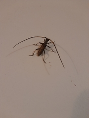 Didymocantha obliqua