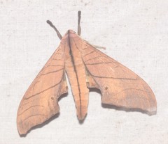 Marumba cristata