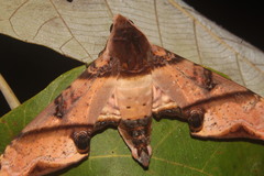 Amplypterus panopus