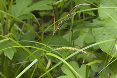 Carex dispalata
