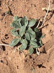 Penstemon albomarginatus
