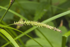 Carex dispalata