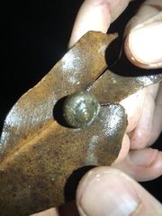 Sauroconcha corneovirens