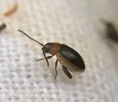 Longitarsus dorsalis