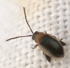 Longitarsus dorsalis
