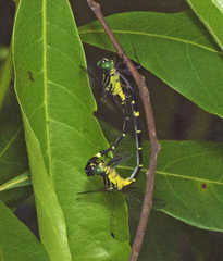 Austrogomphus prasinus