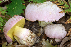 Rubroboletus pulchrotinctus