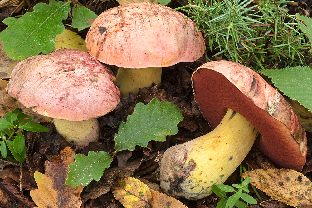 Rubroboletus lupinus