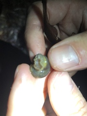 Sauroconcha corneovirens