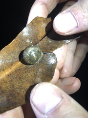 Sauroconcha corneovirens