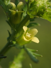 Rorippa cantoniensis