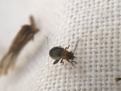 Longitarsus dorsalis