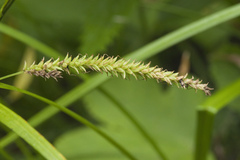 Carex dispalata