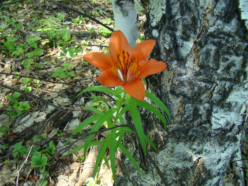 Lilium pensylvanicum iNat (2)