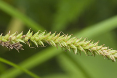 Carex dispalata