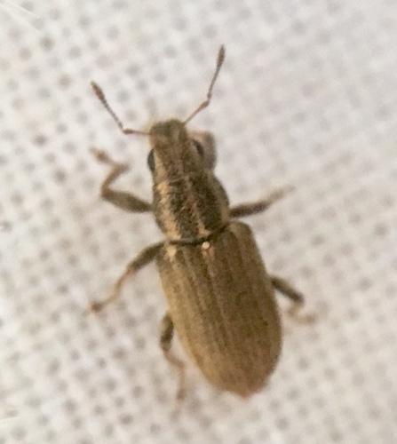 Pea Weevil