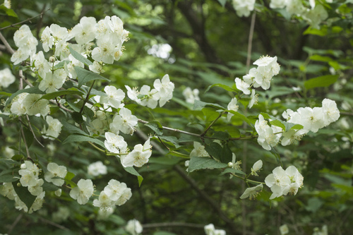 Slender-leaf mock orange