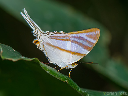 Marpesia orsilochus