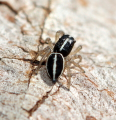 Heliophanus