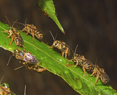 Mellitidia tomentifera