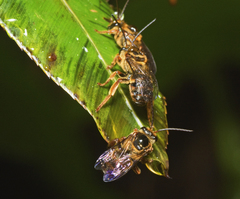 Mellitidia tomentifera