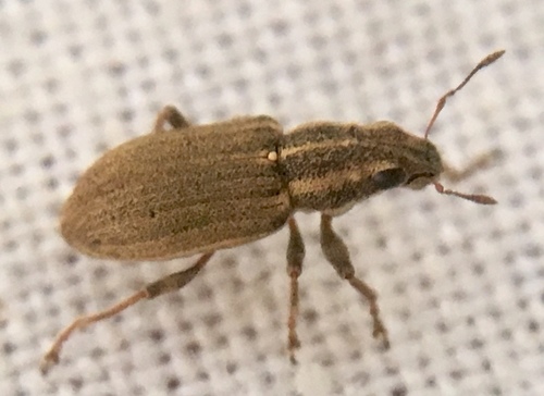 Pea Weevil