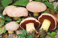 Rubroboletus lupinus