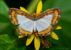 Nymphidium caricae